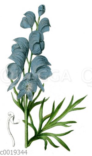 Blauer Eisenhut