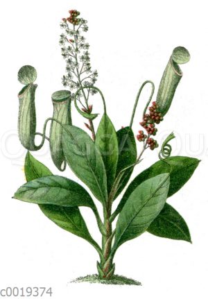 Kannenpflanze