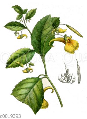 Springkraut