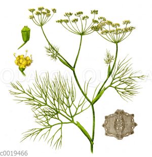 Fenchel