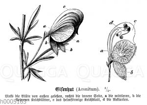 Eisenhut: Blüte