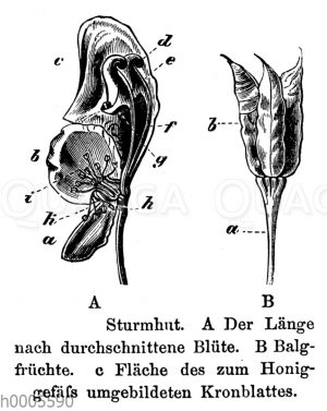 Eisenhut: Blüte