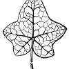Efeu: Blatt