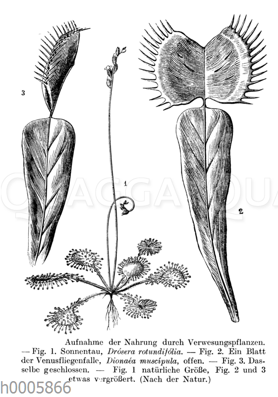 Sonnentau Und Venusfliegenfalle Quagga Illustrations