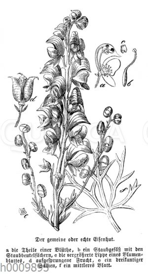 Eisenhut