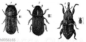 Steindrucker (Kupferstecher)