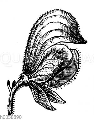 Blauer Eisenhut