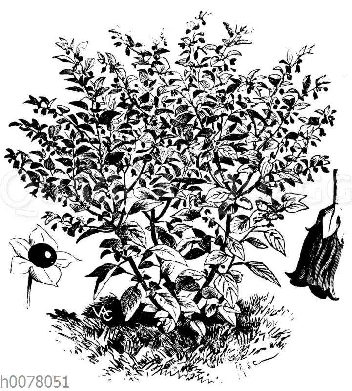 Tollkirsche - Quagga Illustrations