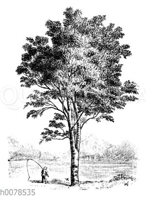 Papierbirke