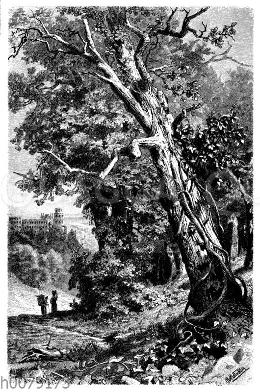 efeutute blätter hängen Efeutute - Epipremnum aureum main image 0