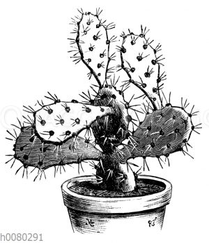 Opuntia dilleni