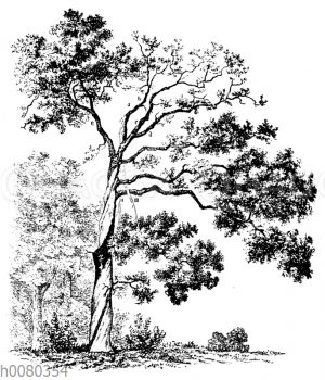 Folgen des Blitzeinschlags an einem Baum