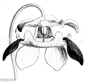 Rote Schlauchpflanze: Blüte