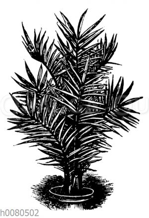 Kanarische Dattelpalme