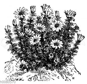 Frühlings-Adonisröschen