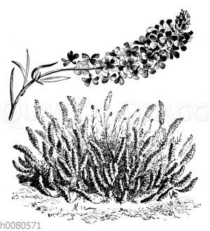 Großblütiges Steintäschel