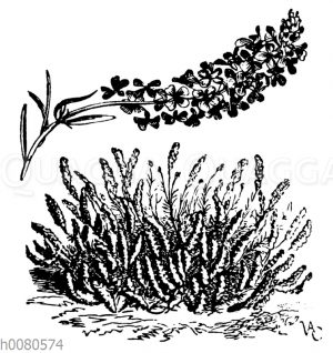 Großblütiges Steintäschel