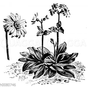 Arnica montana