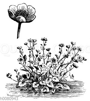 Sumpfdotterblume