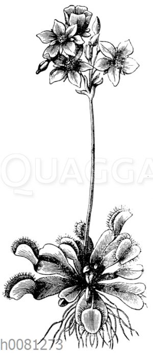 Venusfliegenfalle