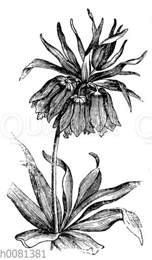 Kaiserkrone