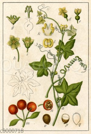 Rotfrüchtige Zaunrübe