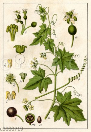 Schwarzfrüchtige Zaunrübe