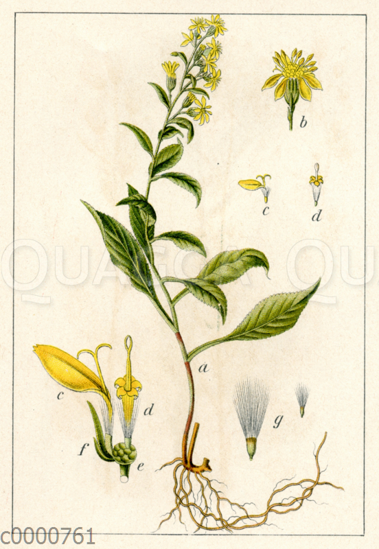 Europäische Goldrute