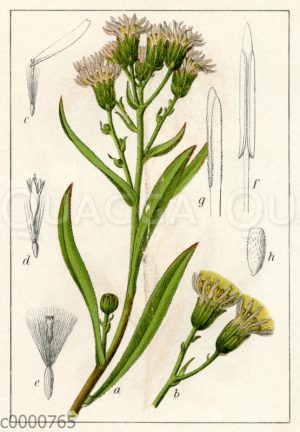 Salz-Aster