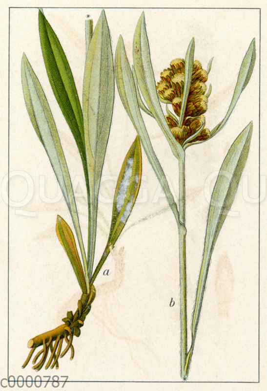 Norwegisches Ruhrkraut