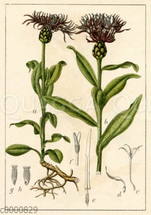 Berg-Flockenblume