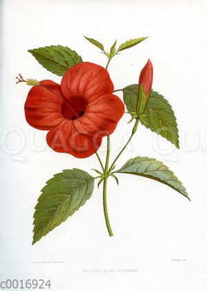 Hibiscus rosa linensis (Chinesischer Roseneibisch)