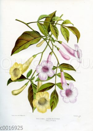 Tecoma jasminoides und Tecoma velutina
