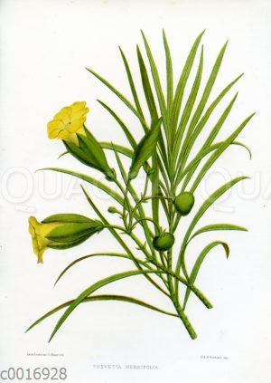 Thevetia nereifolia