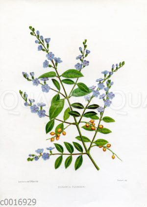 Duranta plumieri