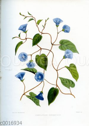 Convolvulus pentanthus