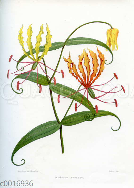 Gloriosa superba