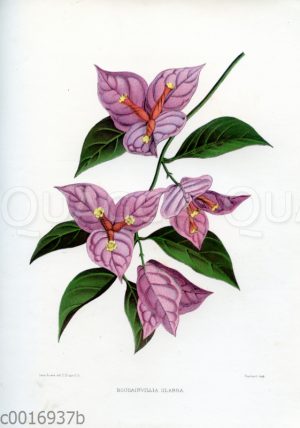 Bougainvillea glabra