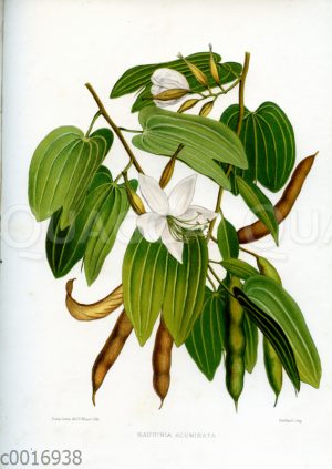 Bauhinia acuminata