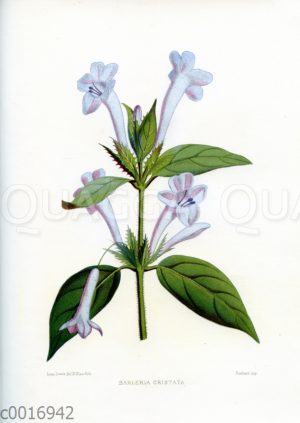 Barleria cristata
