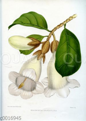 Beaumontia grandiflora