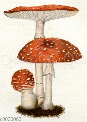 Fliegenpilz