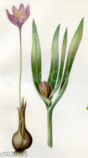 Herbstzeitlose a blühende Pflanze mit Knollen