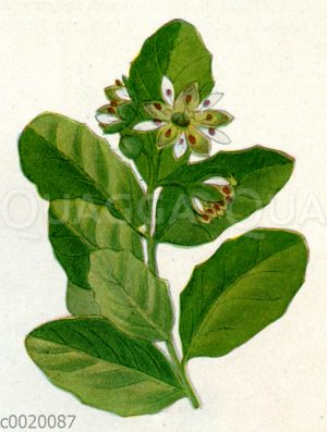 Seifenrindenbaum