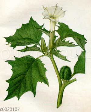 Stechapfel