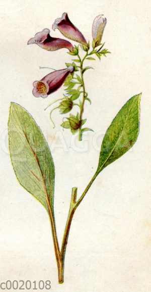 Roter Fingerhut