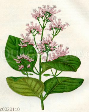 Roter Chinarindenbaum