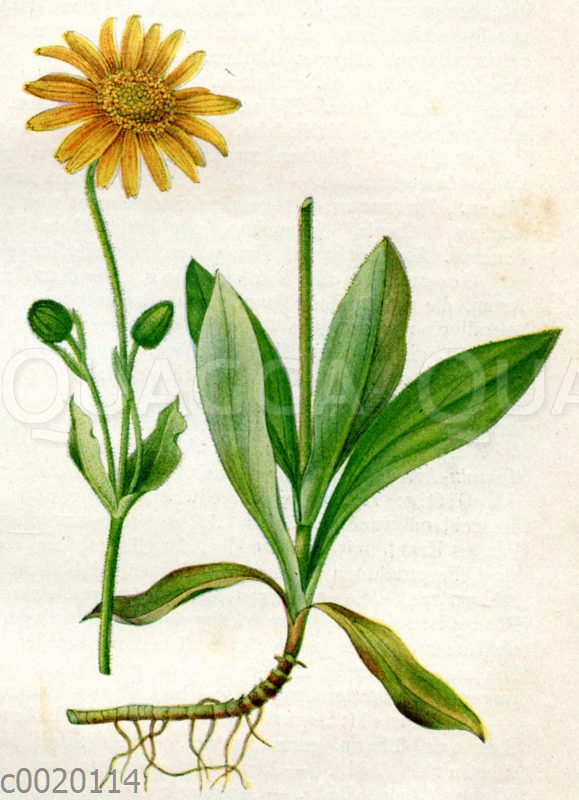 Echte Arnika