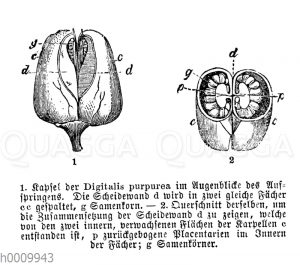 Roter Fingerhut