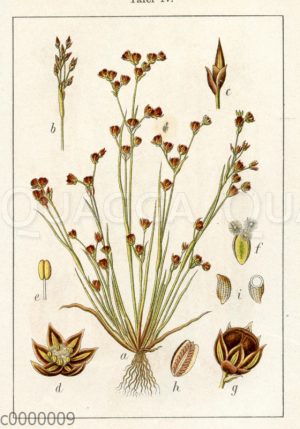 Zierliches Schweinegras